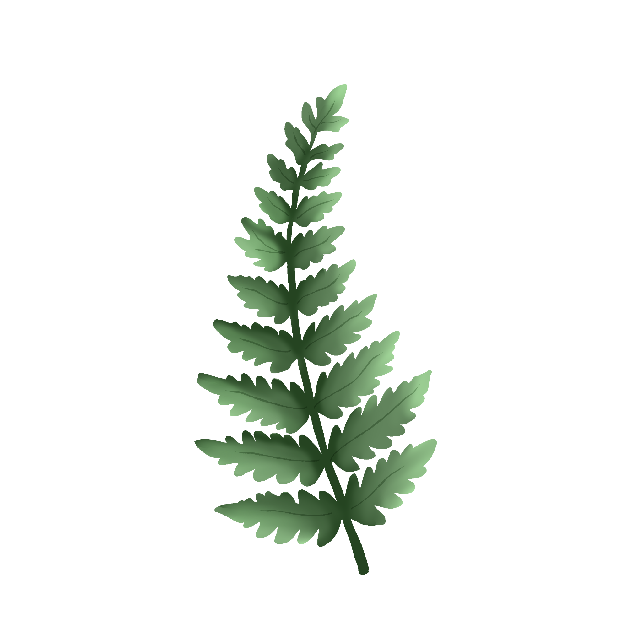 A hand-drawn fern illustration